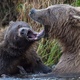 Image for article titled Fat Bear Week Rocked By Egregious Cheating Scandal